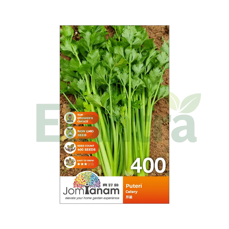 400 CELERY